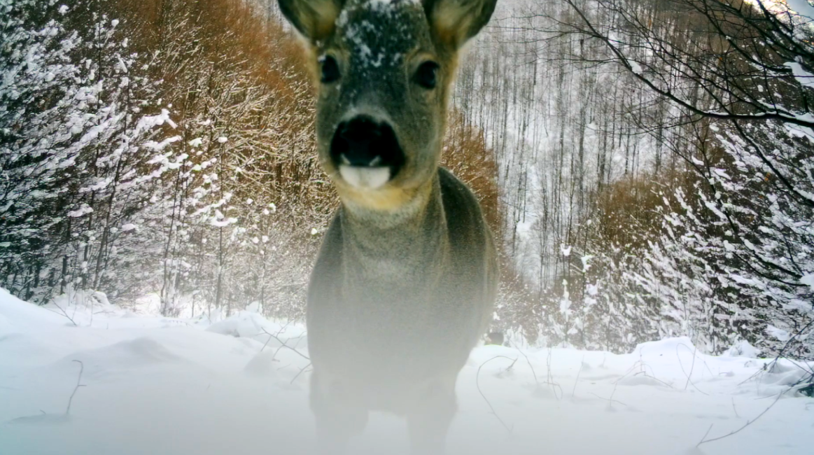 В Карпатах заметили "дикую козу": редкие кадры из фотоловушки (видео)